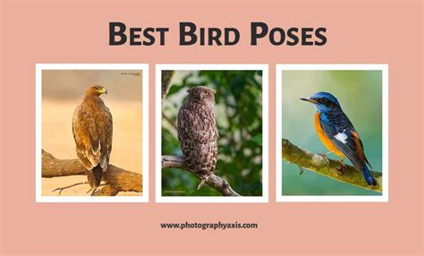bird poses  capture  bird photography photographyaxis