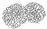Coloring Chrysanthemum Getdrawings Pages sketch template