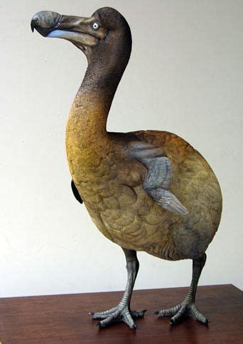 wonderfully imagined dodo  wildlife recreations   singapore