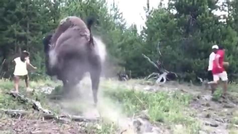 bison throws girl into air after charging at tourists at yellowstone