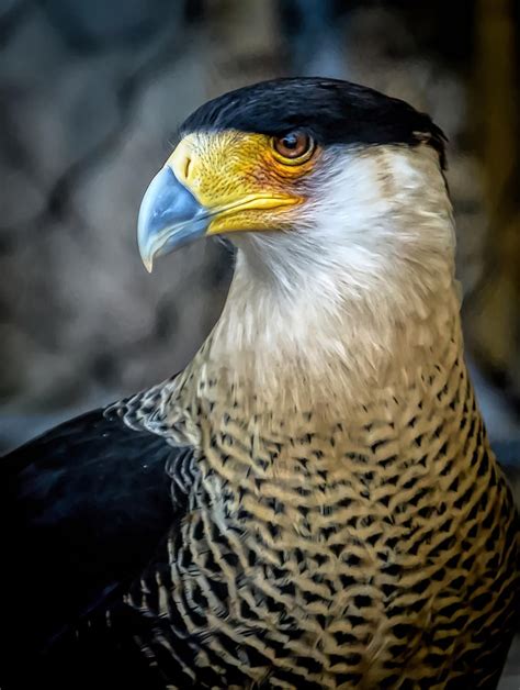 mexican eagle photograph  david pine pixels