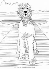 Coloring Goldendoodle sketch template