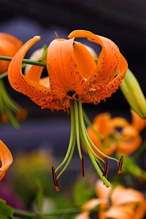 Lily Description Species Uses And Facts Britannica