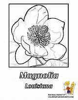 Coloring State Flower Louisiana Magnolia Tree Pages Usa Iowa Drawing Kids Popular Library Coloringhome Flowers sketch template