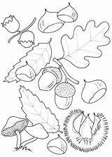 Coloring Pages Chestnut Getdrawings sketch template