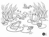 Frog Adult Frogs Pond Tadpoles sketch template