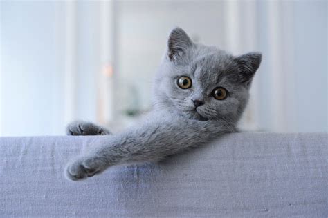 kucing british shorthair karakteristik makanan harga perawatan