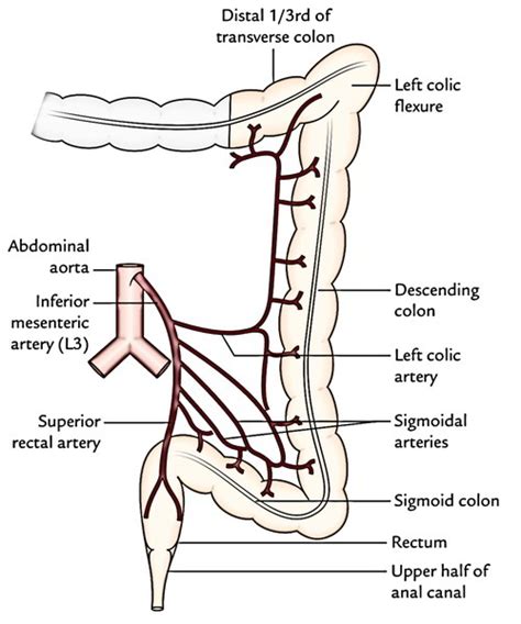 superior mesenteric artery