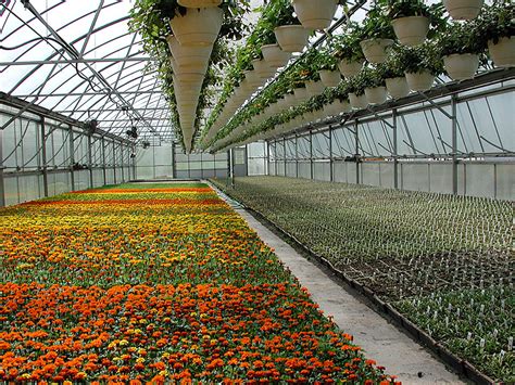 umass supports regional greenhouse gathering umass center  agriculture food