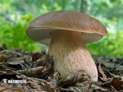 fungi mushroom images pictures mushroom  naturephoto