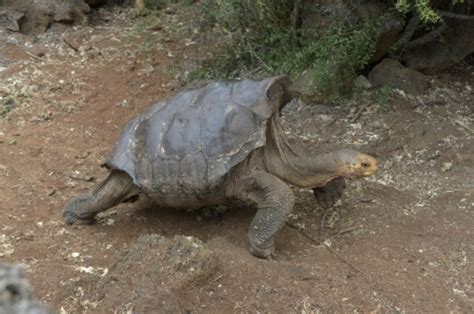 sexploits of diego the tortoise save galapagos species
