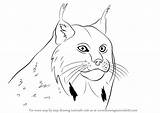 Lynx Canada Draw Canadian Drawing Step Animals Coloring Popular sketch template