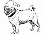 Coloring Pages Pug Adult Print Printable Getcolorings Color sketch template