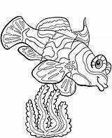 Coloring Fish Pages Mandarin Water Topcoloringpages Printable Animals Print sketch template