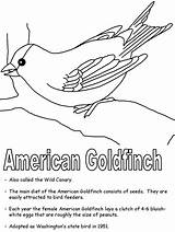 Goldfinch Designlooter sketch template