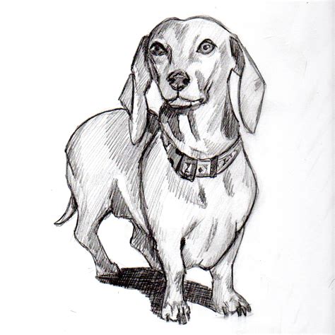 wiener dog sketch  paintingvalleycom explore collection  wiener