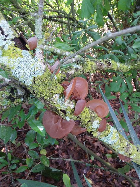 Wood Ears On Dead Plum South Carolina Mushrooms