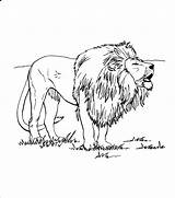 Lion Coloring Pages Lions Kids Printable Realistic Print Colour Drawing Color Getcolorings Getdrawings sketch template