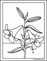 Coloring Lily Calla Pages Easter Stargazer Designlooter 49kb Printables Getdrawings sketch template
