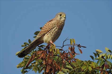 turmfalke junges maennchen foto bild natur tiere voegel bilder