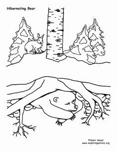 hibernating animals coloring pages   bear coloring pages