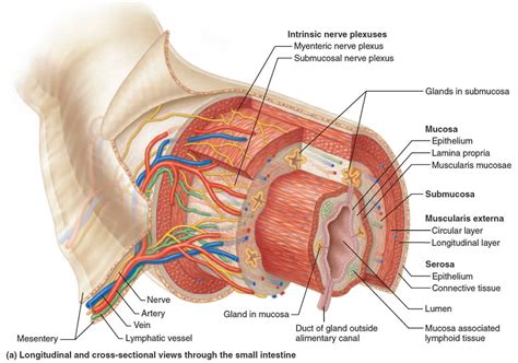 alimentary canal organs length parts layers and functions