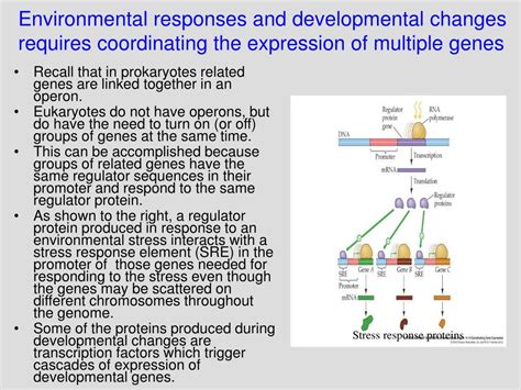 ppt gene regulation in eukaryotes powerpoint presentation free