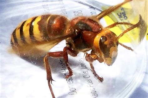 Killer Asian Hornets Summer Invasion As Thirsty Insects Target Pubs