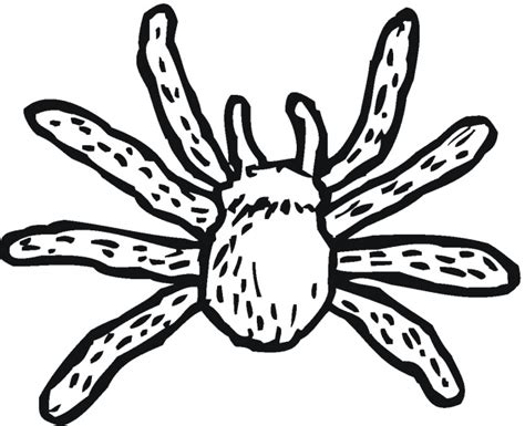 black spider coloring pages  animals