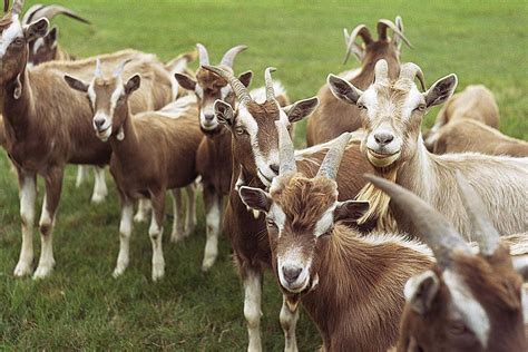 raise goats   small farm