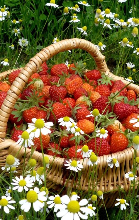 erdbeeren strawberries obst fruechte fruit strawberry fields