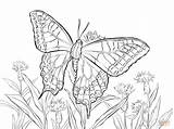 Butterfly Coloring Swallowtail Pages Old Drawing Printable Caterpillar Drawings 74kb 1199 sketch template