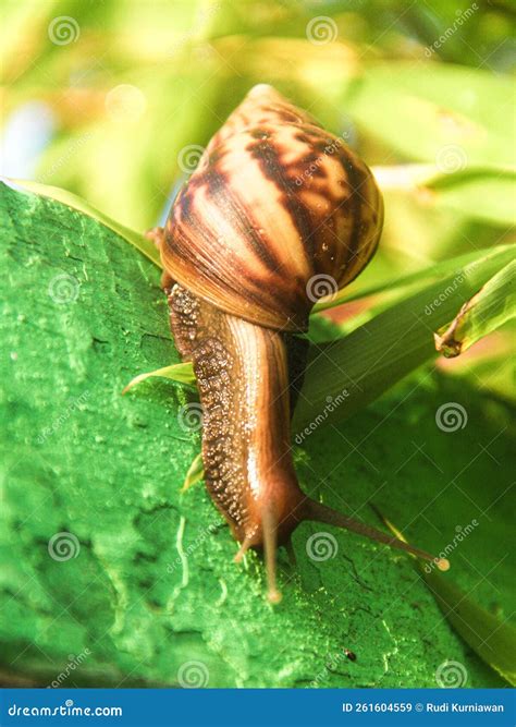 walk snail stock image image  wildlife green amphibian