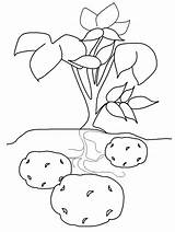 Potato Coloring Potatoes Pages Sweet Vegetables Kids Drawing Colouring Plant Vegetable Fruits Color Flowers Printables Fruit Popular School Print Getdrawings sketch template