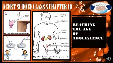 Ncert Science Class 8 Chapter 10 Reaching The Age Of Adolescence For