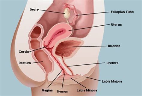 Vaginal tightness during sex