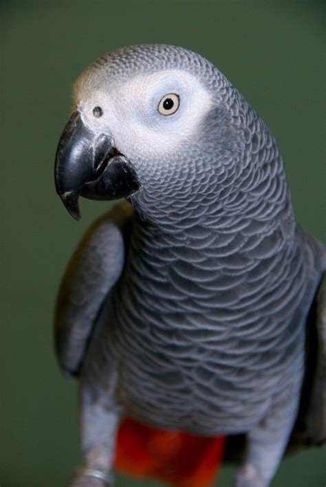 african grey african grey images  pinterest parakeets parrots  african