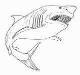 Shark Coloring Pages Megalodon Great Kids Printable Drawing Mouth Open Mako Color Bull Print Leopard Sharks Drawings Getcolorings Getdrawings Draw sketch template