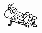 Saltamontes Grilo Colorir Sauterelle Cavalletta Grasshopper Divertente Colorare Grillo Cricket Grillos Disegni Cavallette Insectos Gryllus Acolore Bichos Colorier Ovipositor Campestris sketch template