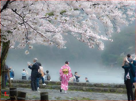 Lịch Ngắm Hoa Anh đào Nhật Bản Nở Rộ đẹp Nhất Năm 2022