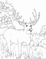 Deer Coloring Pages Whitetail Hunting Realistic Buck Turkey Antler Color Tailed Getcolorings Getdrawings Head Printable Colorings Pag sketch template