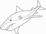 Shark Tiger Coloring Tiburon Mako Tigre Martillo Haai Kleurplaat Tiburón Sharks Designlooter Haaien Sketch sketch template