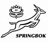 Springbok Rugby Coloring Clipart Logo Vector Designlooter Logos Related Larger Drawings Clipground sketch template