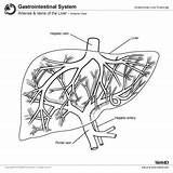 Liver Anatomy Veins Coloring Arteries Overview Template Anterior Sketch sketch template