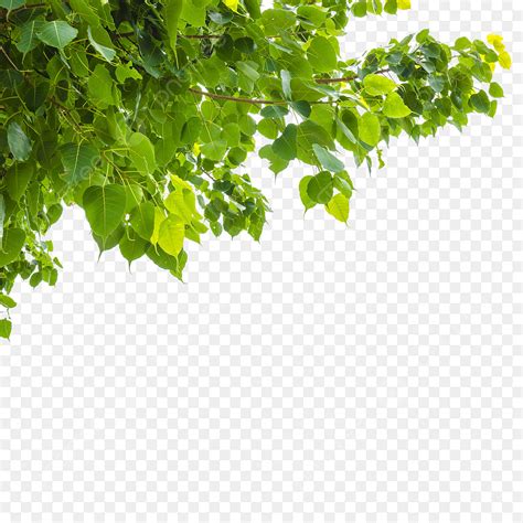 bodhi leaf png image green bodhi leaf  white background branch