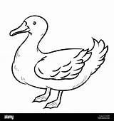 Duck Drawing Line Simple Vector Sketch Cartoon Drawn Hand Drawings Stock Bird Illustration Isolated Alamy sketch template