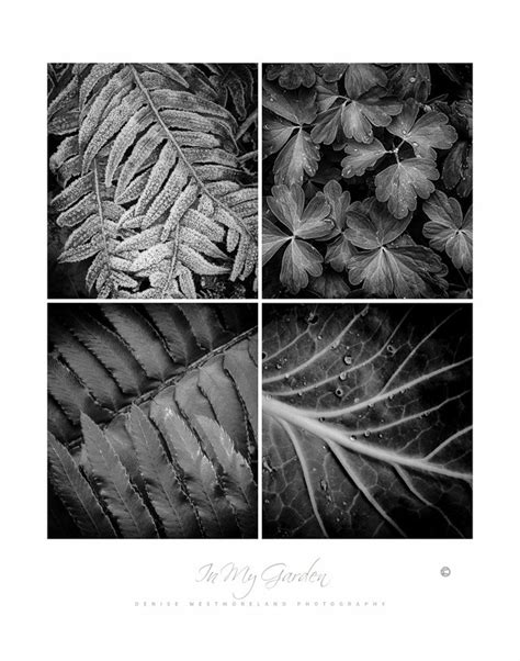 photography posters garden posters nature posters etsy