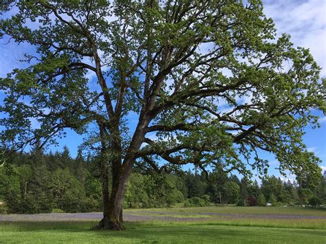 oregon white oak trees   property clackamas swcd