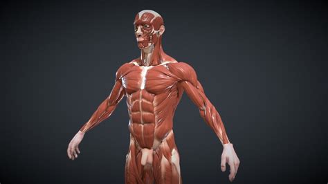 Anatomy A 3d Model Collection By Surabhi0101 Sketchfab