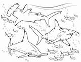 Shark Coloring Hammerhead Pages Goblin Printable Kids Ocean Educational Book Sharks Drawing Color Finding True Stars Getcolorings Adult Sea Choose sketch template